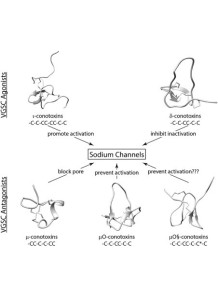 Snail Venom (Mu-Conotoxin)