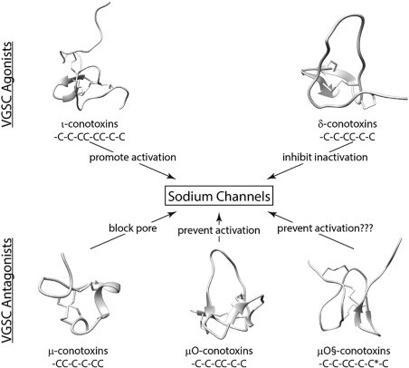 Snail Venom (Mu-Conotoxin)