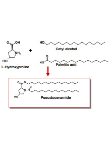  Pseudoceramide (Cetylhydroxyproline Palmitamide)