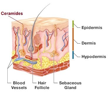 Ceramide 3 (Ceramide NP)