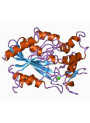  Stabilized Lipase Enzyme (กำจัดคราบไขมัน, ของเหลว)