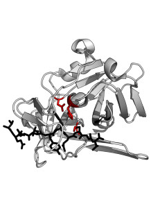 Stabilized protease enzyme...