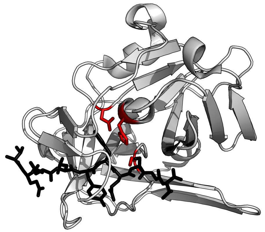 Stabilized Protease Enzyme (กำจัดคราบโปรตีน, ผง)