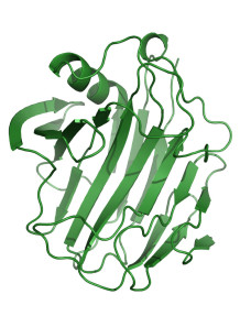 Stabilized Cellulase Enzyme...