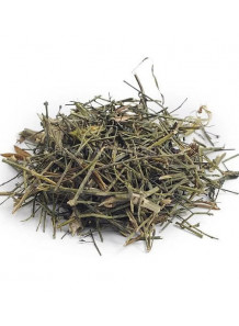 Andrographis paniculata (ฟ้าทะลายโจร) (ก้าน, ใบ)