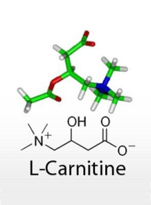 L-Carnitine (Carnitine, Base)