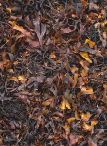 Brown Seaweed Extract (Fucoidan, ฟูคอยแดน)