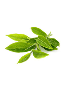 Green Tea Extract (EGCG 98%)