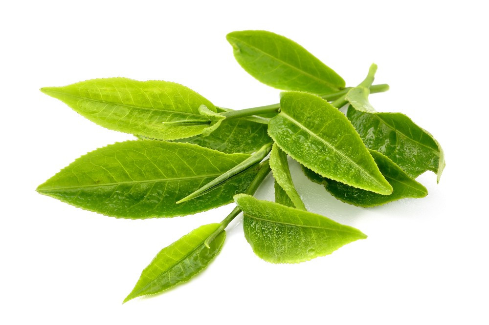 Green Tea Extract สารสกัดจากชาเขียว (EGCG 98%, Decaffeinated)