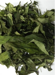 Andrographis paniculata (ฟ้าทะลายโจร) (ใบ, ยังไม่บด)