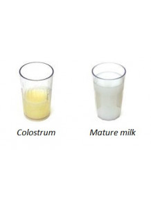 Colostrum-25™ (IgG 25%) นมเหลือง ความเข้นสูง