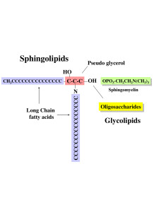 Sphingolipids สฟิงโกลิพิด