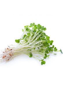 InflamCare™ Alfalfa Extract