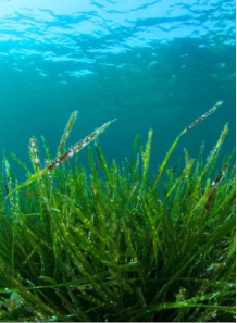 Spirulina Extract (Phycocyanin) สาหร่ายสไปรูลิน่า สาหร่ายเกลียวทอง