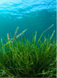  Spirulina Extract (40% Phycocyanin) Spirulina Spiral Seaweed