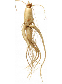 Ginseng Extract (80% Ginsenoside) สารสกัดจากโสม