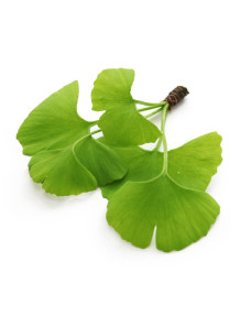  Ginkgo Extract (24% Flavonoids) (MYS-Certified™) สารสกัดจากแปะก๊วย