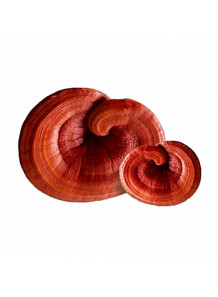 Reishi (Ganoderma) (50% polysaccharide) สารสกัดเห็ดหลินจือ