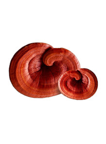  Reishi (Ganoderma) (50% polysaccharide) Reishi Mushroom Extract