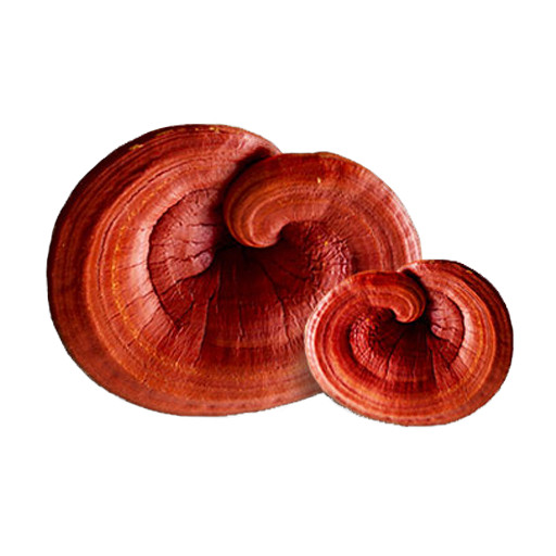 WeightCare™ Reishi (Ganoderma) Mushroom Extract สารสกัดเห็ดหลินจือ
