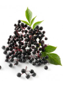 Elderberry Fruit Powder เอลเดอร์เบอร์รี่