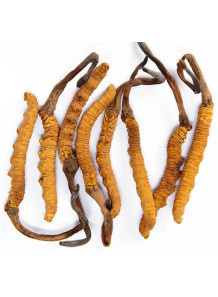  Cordyceps (Polysaccharide 50%) สารสกัดจาก ถั่งเช่า