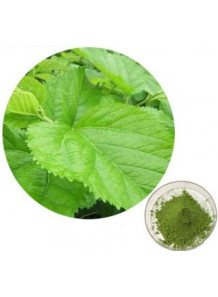  Mulberry (Green) Powder ผง มัลเบอร์รี่ ใบหม่อน เขียว (Leaf, Air-dried, Pure)