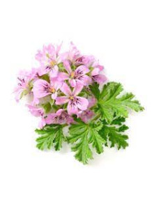 Geranium (Pelargonium...