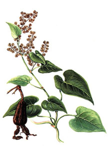  Fo-Ti, He Shou Wu (Polygonum multiflorum) สารสกัดจาก โชวู