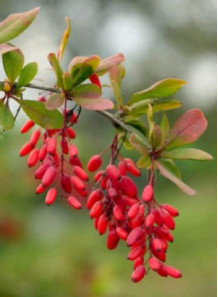 Indian Barberry extract...