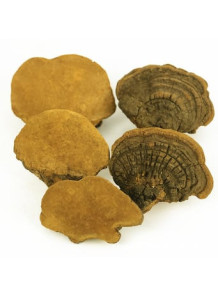  Phellinus Linteus Extract สารสกัดจาก เห็ดซางฮวง