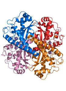  SOD (Superoxide dismutase) from Yeast, 50000IU/g