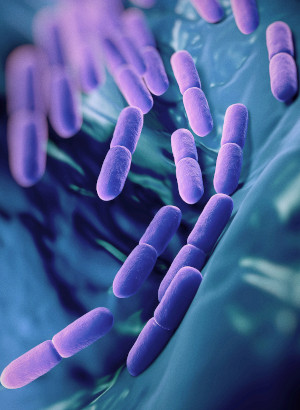 6-Strains Probiotic (10billion/g) (Freeze-dried)