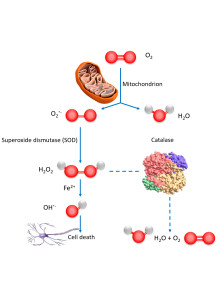  Catalase Enzyme (100,000IU/g)