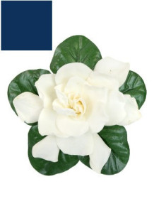 Gardenia Blue Color...