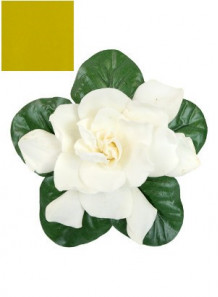 Gardenia Yellow Pigment สีเหลือง จากการ์ดีเนีย (ผง)