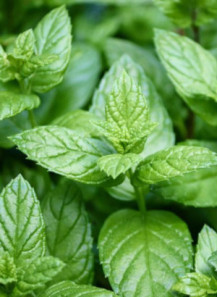 Peppermint Oil (Food Grade)