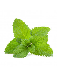 Lemon Balm Extract สารสกัดจาก สะระแหน่
