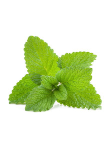 Lemon Balm Extract...