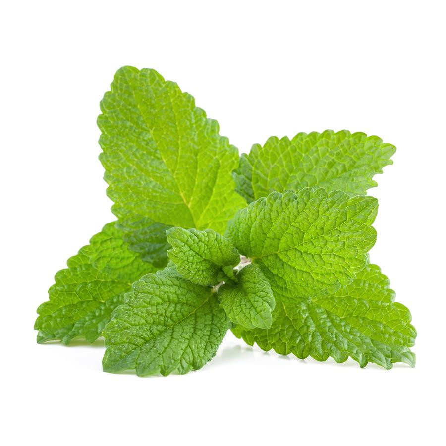 WrinkleCare™ Lemon Balm Extract สารสกัดจาก สะระแหน่