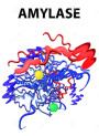 Alpha Amylase Enzyme (40,000U/g, High Temperature)