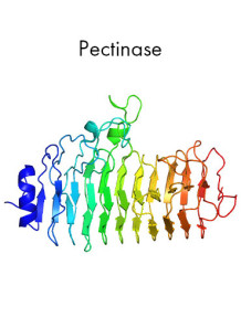  Pectinase Enzyme (30,000U/g)