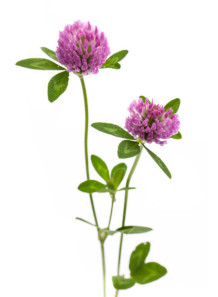 Clover Flower Extract...