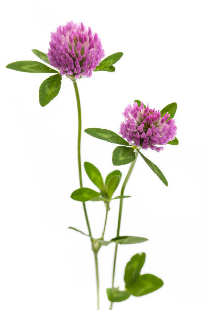 Clover Flower Extract (Biochanin A 98%)