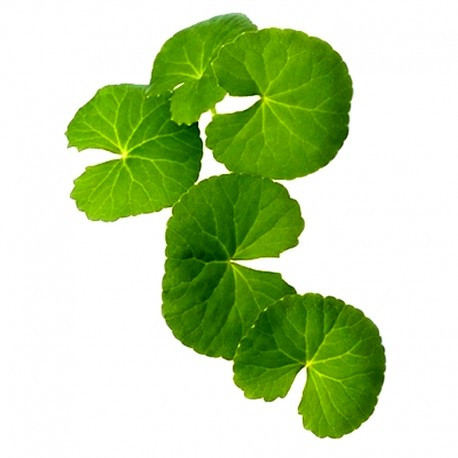 Pure-TECA™ Centella Asiatica Extract (TECA 95%, CICA)