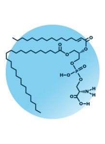  Phosphatidylserine 70% (Soy) สารสกัดจาก ถั่วเหลือง