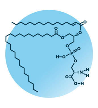 Phosphatidylserine 70% (Soy) สารสกัดจาก ถั่วเหลือง