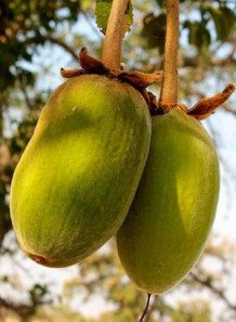  Baobab Oil (Virgin, Cold-Pressed)