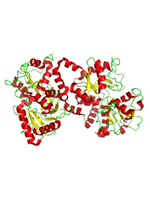  Lactoferrin (95%)