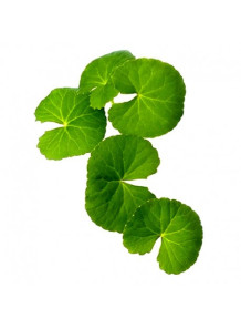  Gotu Kola (Centella Asiatica) Extract (Triterpenes 95%)